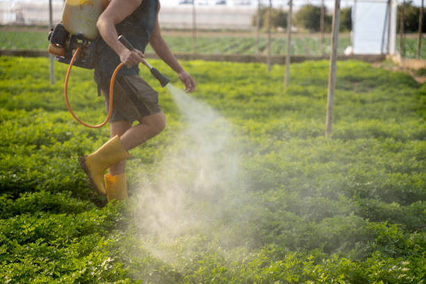 Flea Control Services in Cuero, TX