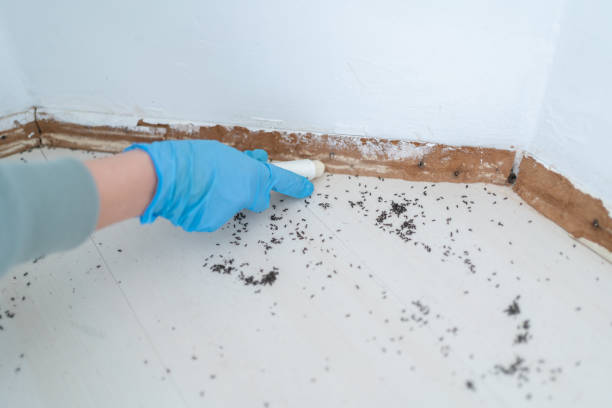 Best Ant Control Services  in Cuero, TX